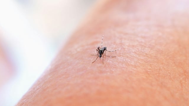 Dengue spikes during the monsoon season.