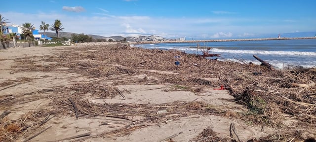 Playas del litoral sur de Cullera repletas de cañas tras la dana y, al fondo, la desembocadura del Xúquer.