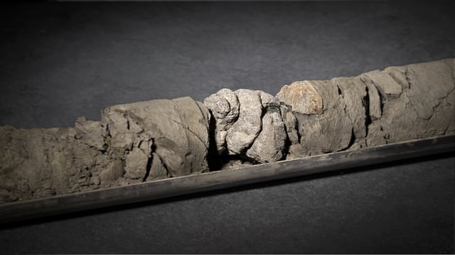 Ornithopod vertebra from the Denver Formation, from 763' of depth in the City Park core drilling in the parking lot at Denver Museum of Nature and Science.