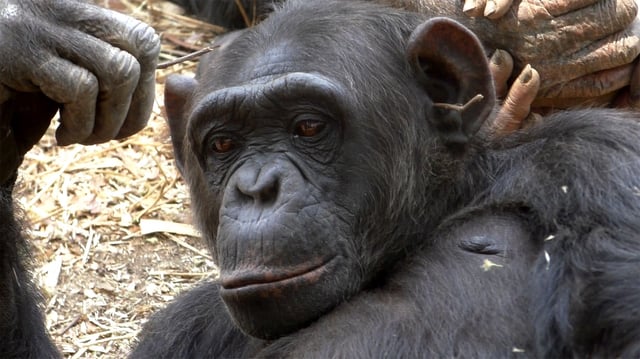 Aimi, a female chimpanzee, wearing a stick in her ear