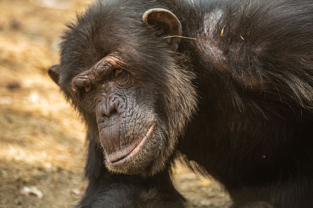 An adult male chimpanzee exhibits the same behavior in a forested sanctuary for rescued great apes.