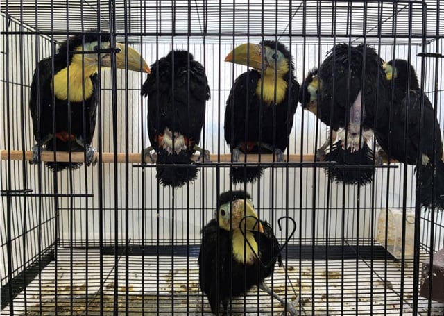 Group of juvenile toucans in care of U.S. Fish and Wildlife Service staff before being transferred for quarantine. (U.S. Attorney’s Office)