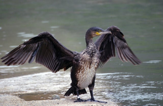 Un grand cormoran dans le port du Palais à Belle-Ile-en-Mer dans le Morbihan le 23 Mars 2007