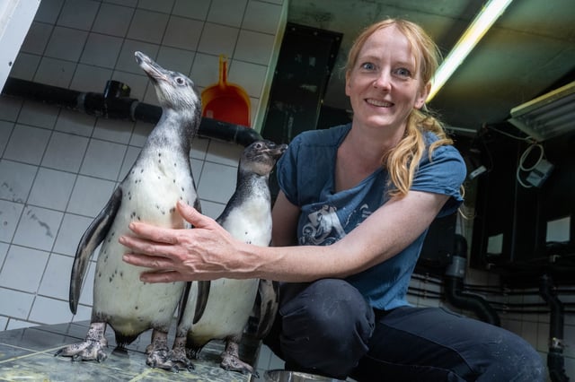 Tierpflegerin Anne May bringt den Pinguin-Nachwuchs Rudi (l.) und Blümchen auf die Pinguinanlage im Ozeaneum.