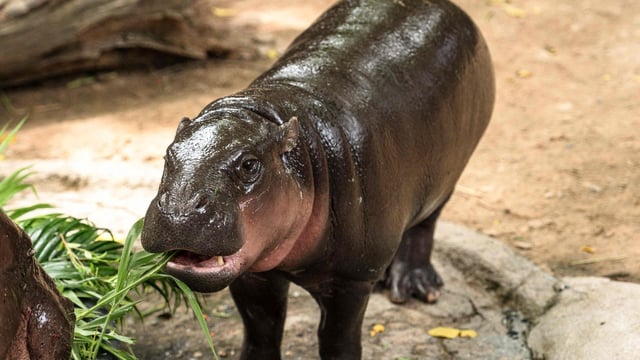 TOPSHOT - Moo Deng, a female pygmy hippo, celebrates 1st birthday in Thailand