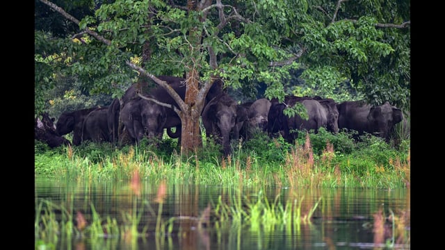 The panel has approved “in principle” , the diversion of 310 ha of forest land from the core zone of Namdapha Tiger Reserve for the construction of Arunachal Frontier Highway. (PTI)
