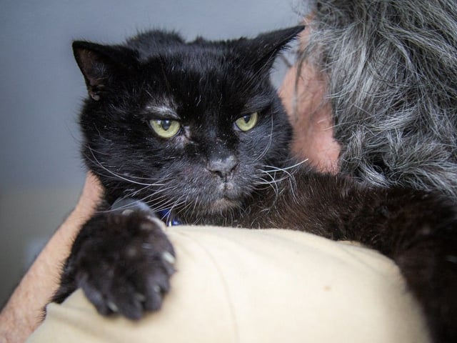 Coal had lived with Danny Taurozzi since 2013, when the cat sanctuary of insulated, small houses similar to the nearby Parliament buildings was closed.