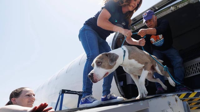 Nelda Corbell, co-president of Wings of Rescue, center, and Ric Browde, CEO of Wings of Rescue, unload a dog that escaped his crate after landing at Texas Jet in Fort Worth on Thursday, July 10, 2025, in Fort Worth.