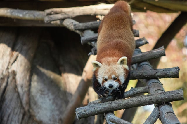 Red panda Tenzing walks in the red panda enclosure at the San Francisco Zoo in San Francisco on March 11, 2022.