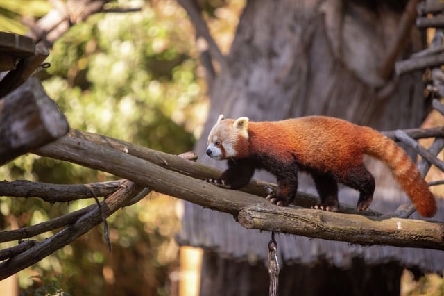 Red panda Tenzing walks in the red panda enclosure at the San Francisco Zoo in San Francisco on March 11, 2022.