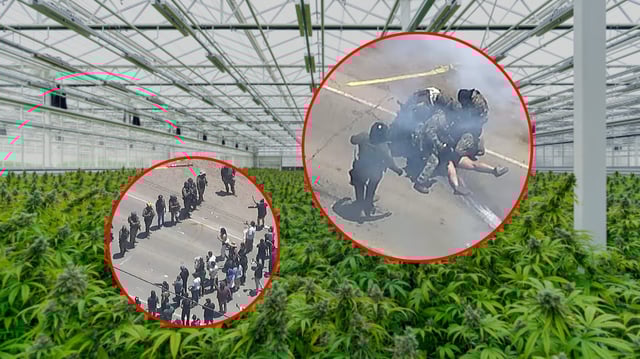 ICE irrumpe en granja de cannabis en California y dispersa protesta con gas lacrimógeno. FOTO: Especial
