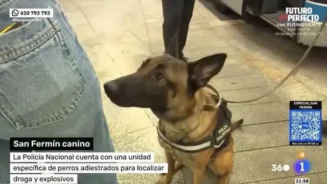 La verdad detrás del video viral del perro que encontró hachís en pleno móvil televisivo.