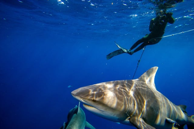 Shark attacks are rare in ocean-loving Australia, and most serious bites are from three species: bull sharks, great whites, and tiger sharks, according to a national data base