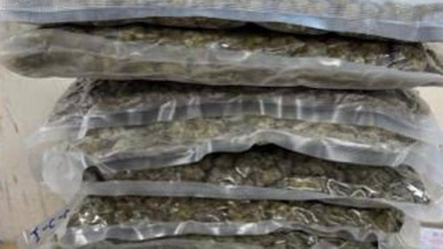 Customs find 33 kg of hydroponic weed at CSMIA