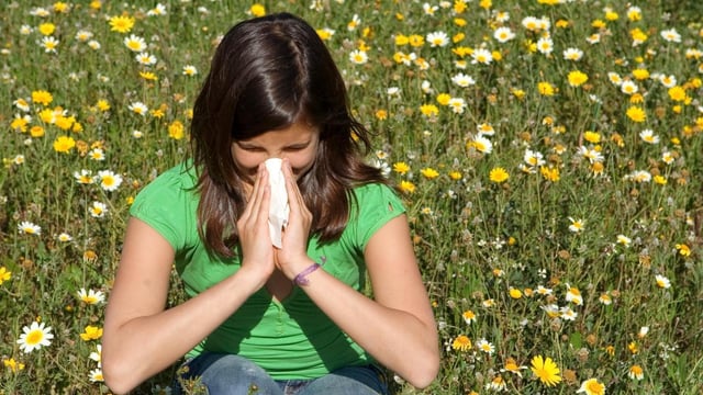 Pollen levels have been high across Britain this summer