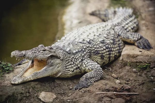 In the Damoh district of MP, a crocodile killed a woman who was sitting on a riverside