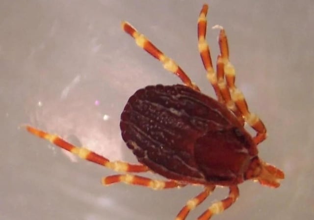 La garrapata &#39;Hyalomma&#39; transmite la fiebre Crimea-Congo
