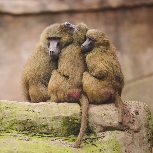 Guinea-Paviane sitzen in einem Zoo (Archivbild).