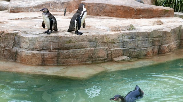 Penguin Park Plan in Mysuru Triggers Public Anger Amid Rising Costs and Zoo Fee Hike