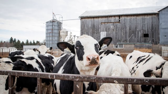 Holstein dairy cows are pictured at the Armstrong Manor Dairy, in Caledon, Ont., in January 2025. U.S. President Donald Trump has taken aim at dairy — and Canada's supply management program as a whole — many times before. But dairy farmers worry that their industry could be hit hard if supply management becomes a concession. 