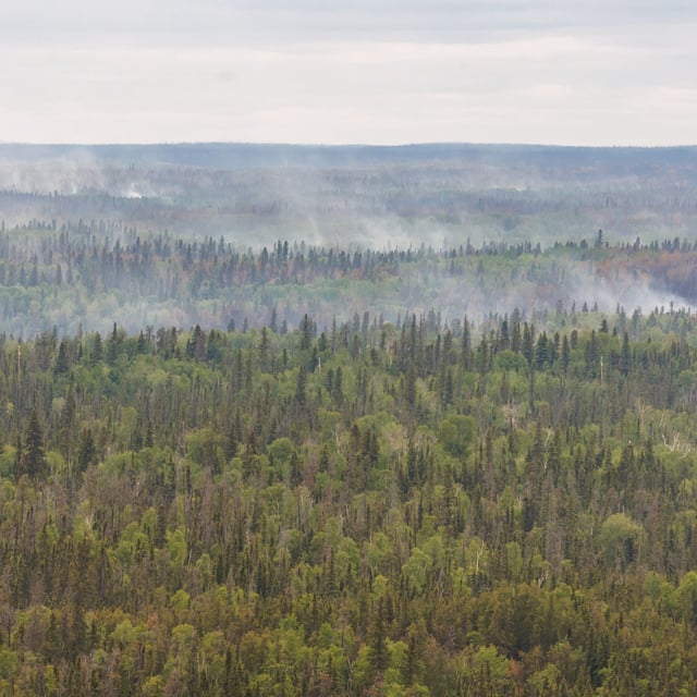 Trees burned by wildfires in northern Manitoba are shown during a helicopter tour in the surrounding area of Flin Flon, Man., Thursday, June 12, 2025. THE CANADIAN PRESS/Mike Deal-Pool