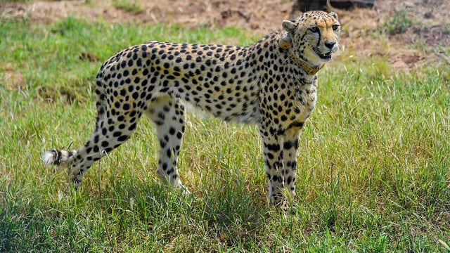 Out of 26 cheetahs in Kuno National Park, 16 are in the wild and are performing very well. 