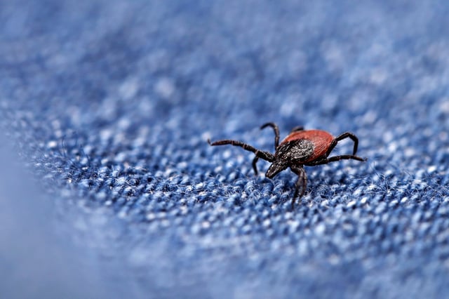 © MakroBetz via Shutterstock