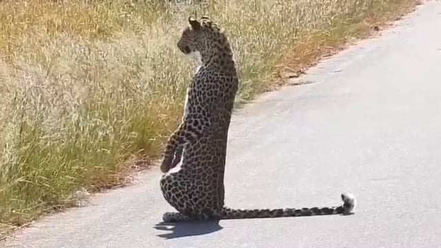 Leopard Caught Standing on Two Legs While Hunting | Image: X