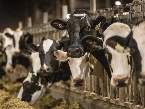 Dairy cows on a farm in B.C. on December 19, 2024.