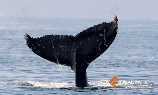 Avistamiento de ballenas en costa michoacana, espectáculo por impulsar
