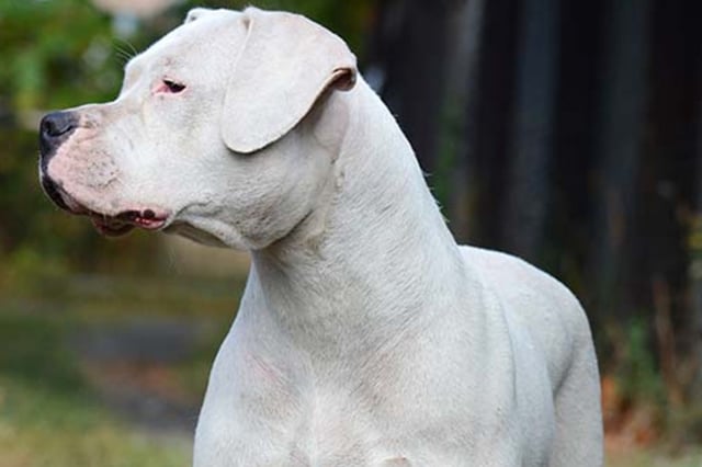 El Dogo Argentino