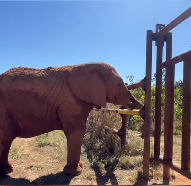 Después de un largo viaje entre Mendoza y el Mato Grosso, Kenya ya comienza a adaptarse a la nueva vida en libertad junto a Pupy