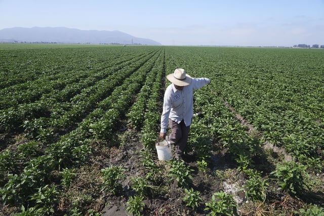 Sergio Madrigal works on a farm field Friday, July 11, 2025, in Camarillo, Calif. (AP Photo/Damian Dovarganes)