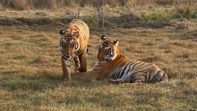 Mumbai, India - June 28, 2020: Tigers in Eastern Vidarbha landscape are at a risk. The proposed Chandrapur greenfield airport site corridor, is located in central Chanda, which is 32km from Chaprala Wildlife Sanctuary, 38km from the Tadoba-Andhari Tiger Reserve (TATR) buffer, and next to the proposed Kanhargaon wildlife sanctuary. The proposed airport area has tiger, leopard, and wild prey occupancy. It will be not only disastrous for wild animals, but also dangerous for civil aviation according to Wildlife Institute of India (WII) and National Board for Wildlife (NBWL). The tiger corridor in eastern Vidarbha is at risk. (Photo by Maharashtra forest department)