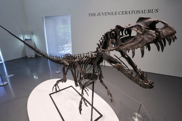 A mounted Juvenile Ceratosaurus skeleton, of the Late Jurassic, Kimmeridgian Stage, approximately 154-149 million years ago, estimated at $4 - 6 million, is displayed at Sotheby's, in New York, Wednesday, July 9, 2025, part of their Geek Week auction, July 16, 2025. (AP Photo/Richard Drew)