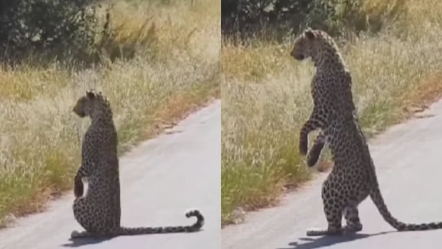 Viral Video: Leopard Stands On Two Legs &#39;Like Humans&#39;, Captured in Safari Sighting