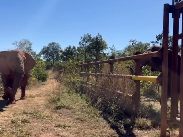 El encuentro de Kenya y Pupy en el santuario de elefantes en el Mato Grosso.