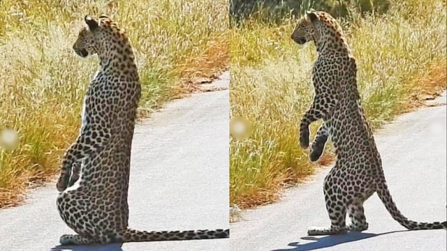 Leopard video goes viral. Image Source: ‘thebharatsquad’/ Instagram