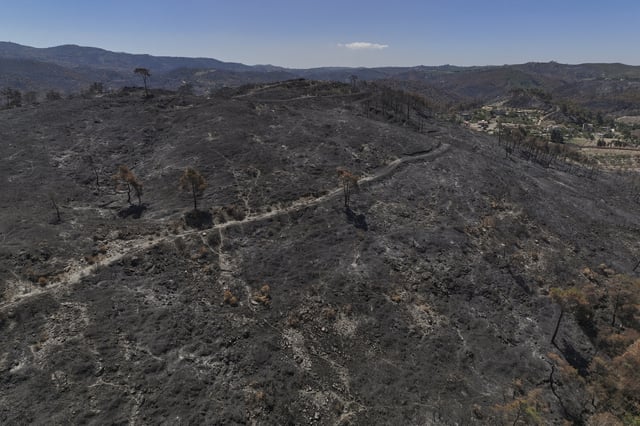 Scorched trees and charred earth following a wildfire that swept through a forested area in the town of Rabia, in Syria's Latakia countryside, Saturday, July 12, 2025. (AP Photo/Ghaith Alsayed)