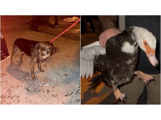 Los animales secuestrados del lugar del horror (Gentileza 0223).