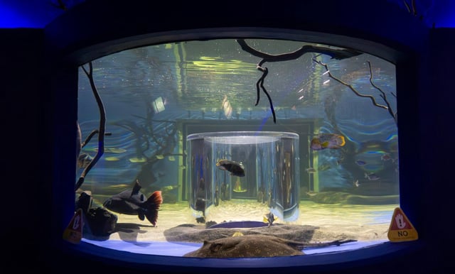 Disfruta la pecera 360° del Zoo de Morelia y sumérgete en la diversión