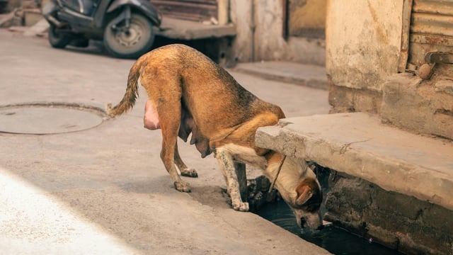 BBMP’s Rs 2.88 Crore Plan to Feed Strays Raises Eyebrows and Hope