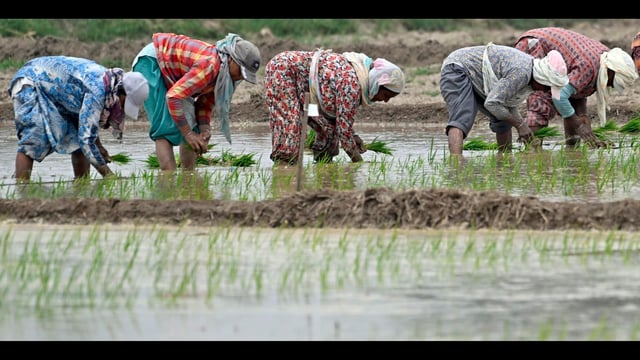 The agriculture department expects around 2.58 lakh hectares of area to be cultivated this Kharif season. (Gurpreet Singh/HT)