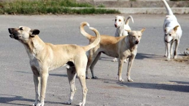 BBMP plans to spend ₹2.88 crore annually to feed chicken rice to around 4,000 stray dogs.