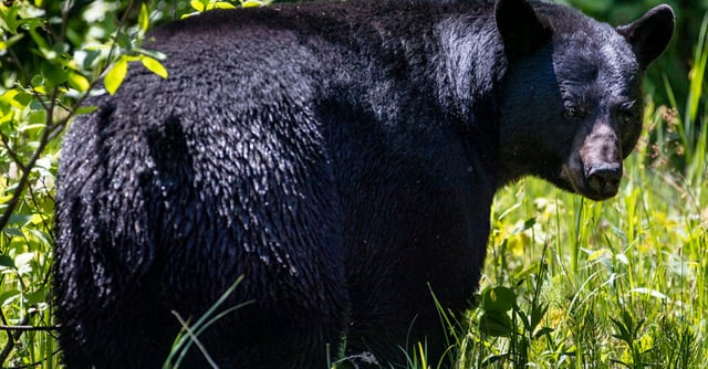 A black bear stopped after crossing Big Bay Road on Madeline Island, the largest of the Apostle Islands in Wisconsin, on Monday, May 31, 2021. ]
