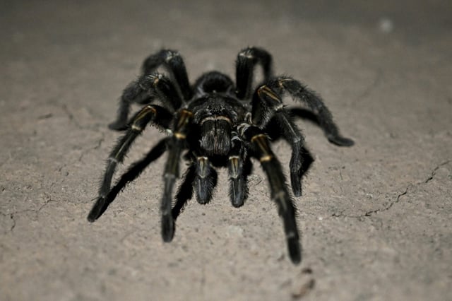 The tarantulas had been packed into plastic tubes and many did not survive the flight from Vietnam