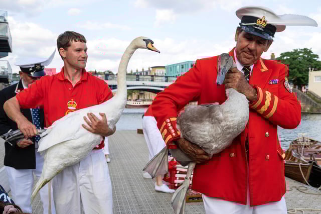 Swan uppers hold mute swans during the ancient tradition of Swan Upping, the annual census of the mute swan population on the River Thames in London, Monday, July 14, 2025.(AP Photo/Thomas Krych)