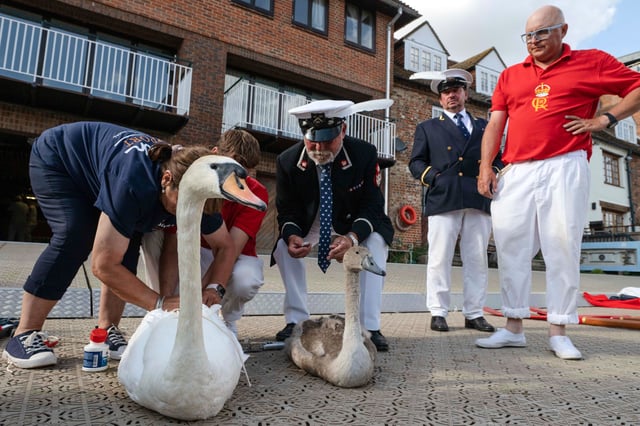 Swan uppers check mute swans during the ancient tradition of Swan Upping, the annual census of the mute swan population on the River Thames in London, Monday, July 14, 2025.(AP Photo/Thomas Krych)
