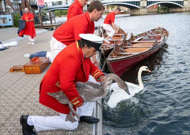 Swan uppers release mute swans back into the River Thames after checks, during the ancient tradition of Swan Upping, the annual census of the mute swan population on the River Thames in London, Monday, July 14, 2025.(AP Photo/Thomas Krych)