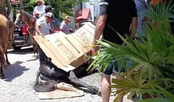 Un caballito yace cansado tras ser montado en cabalgata bajo un intenso calor.